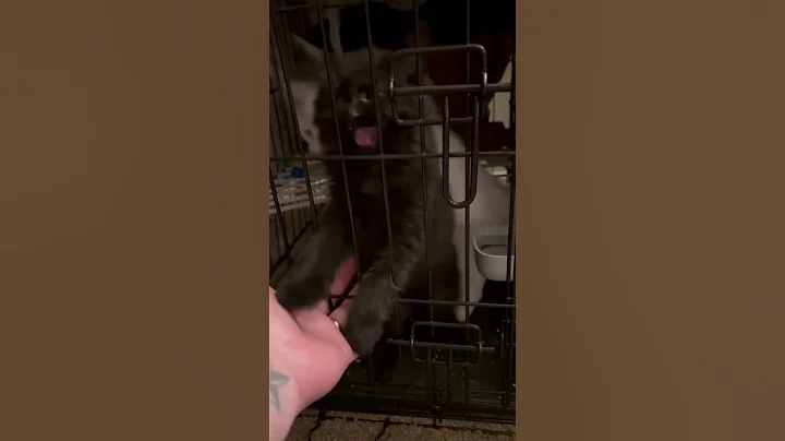 Watch the video about Maine Coon Kittens Meowing #cat #cats #kitten #meowing #mainecoon #cute #catlover #kitty #pets