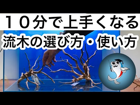 はじめての流木レイアウト スマトラウッドで実践解説 Youtube