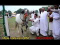 Horse dancepeer sarwar shah quraishighoda naachmela kanjwani 456