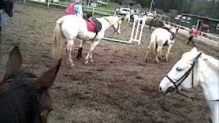 games at scottish equi 2011