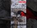 This creature looks fake… but it's real.🩸🦜#DraculaParrot #RareBird