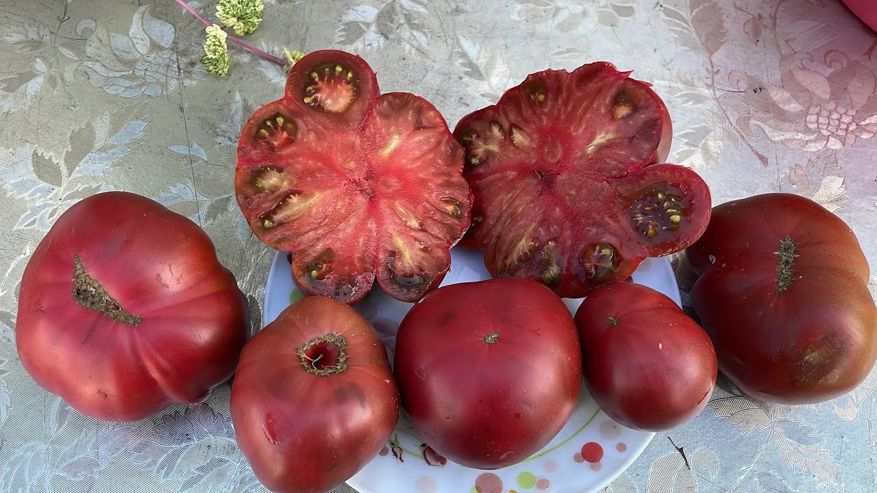 Пикирую Томатные Гномы и кое-что интересное о них рассказываю. 