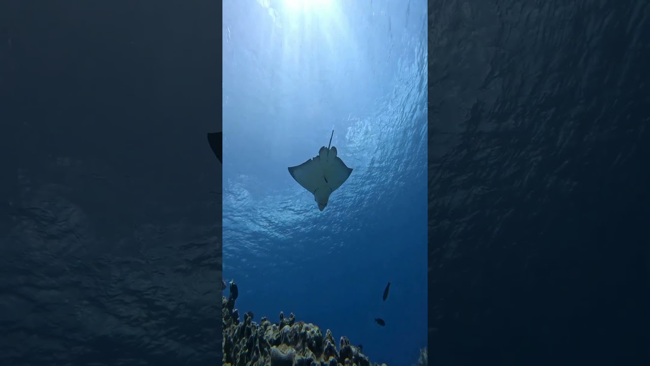 Gliding Elegantly in the Deep Ocean — The Amazing Beauty of Stingrays!