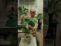 #ウンベラータの育て方