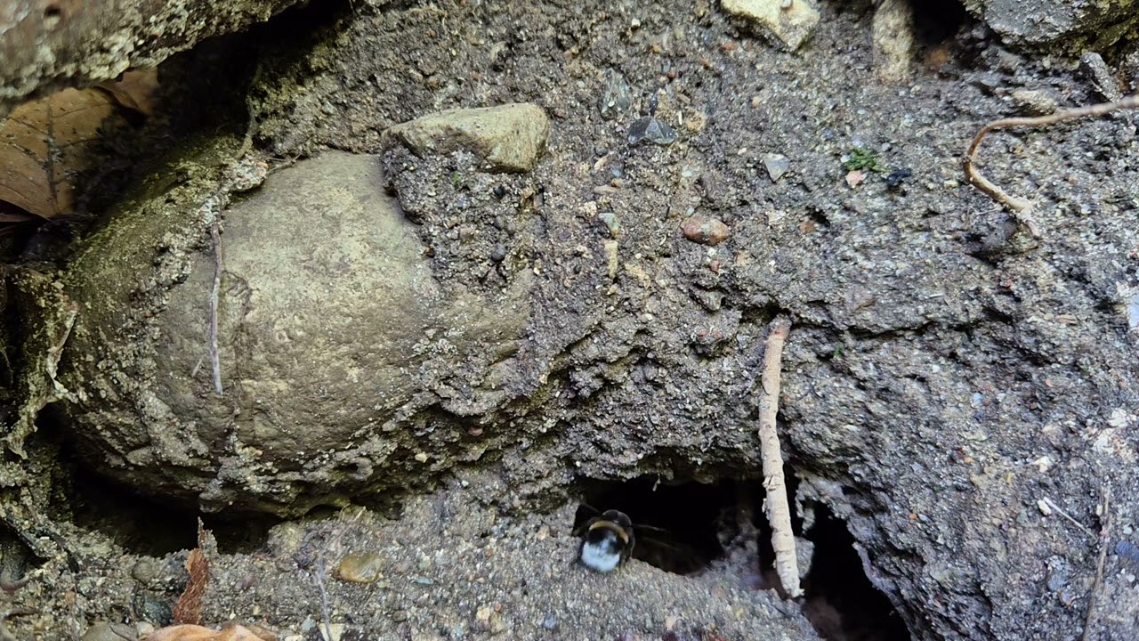 Familie Plüschmors an einem sonnigen und windigen Tag