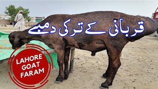 Turkish Sheep ( Turkey Dumby ) in Bakra Mandi Shahpur Kanjra Lahore | eid | lahore goat farm | hindi