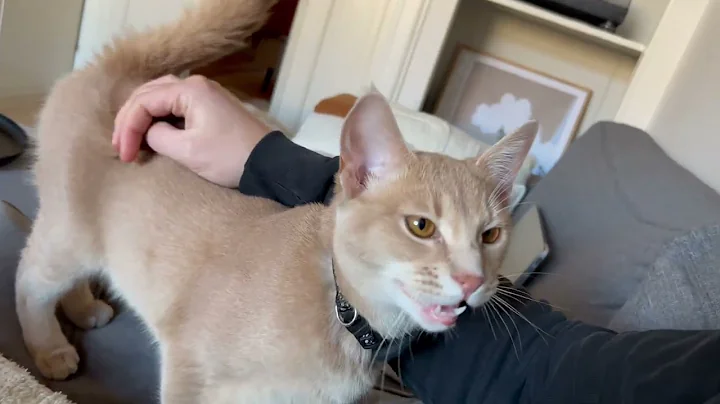 Sweetest kitty loves to talk to his human - DayDayNews