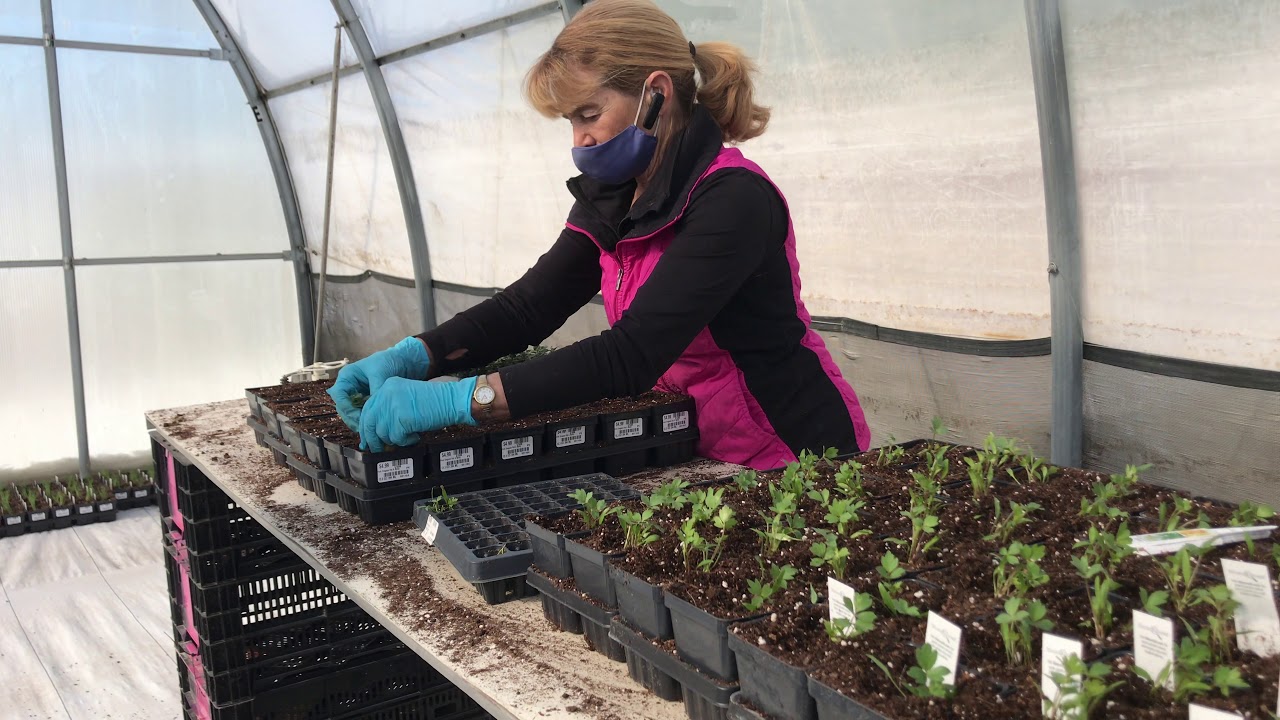 The Growing Place Garden Center Production Greenhouse