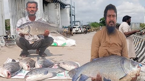  50 kg Big katla fish catching| katla fish bait | fish bait | fishing video 