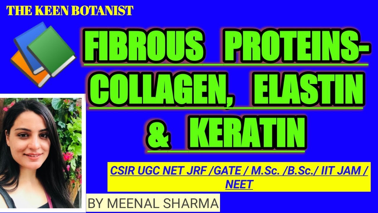 FIBROUS PROTEINS vs GLOBULAR PROTEINS COLLAGEN ELASTIN KERATIN
