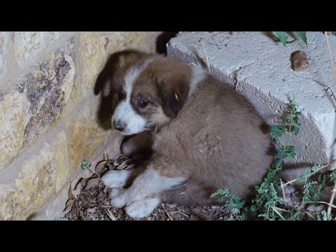 قصة انقاذ بندق جرو مصاب لا يستطيع المشي