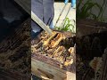 Harvesting honey of japanese honey bee #hdr