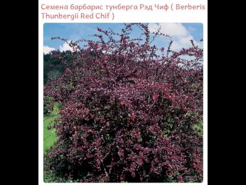 барбарис корник фото