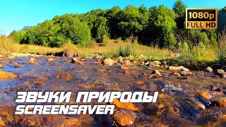 Живая природа - Летний ручей | Звуки природы | Звуки реки | Журчание воды | Релаксация | Антистресс