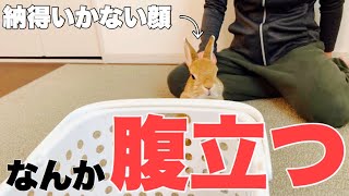 爪切りだったとは聞かされていないウサギ #780