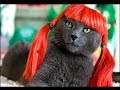 Try Not To Laugh - Funny cat, animal Vines Compilation 2017
