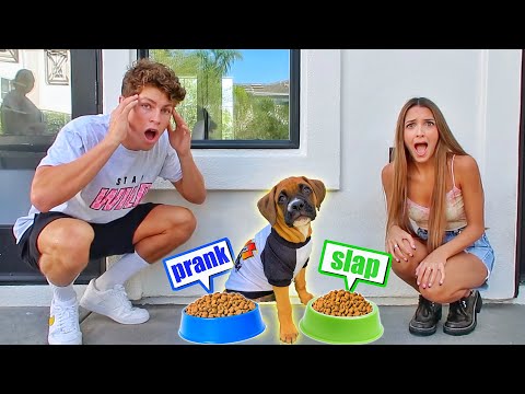 PUPPY CHOOSES WHAT