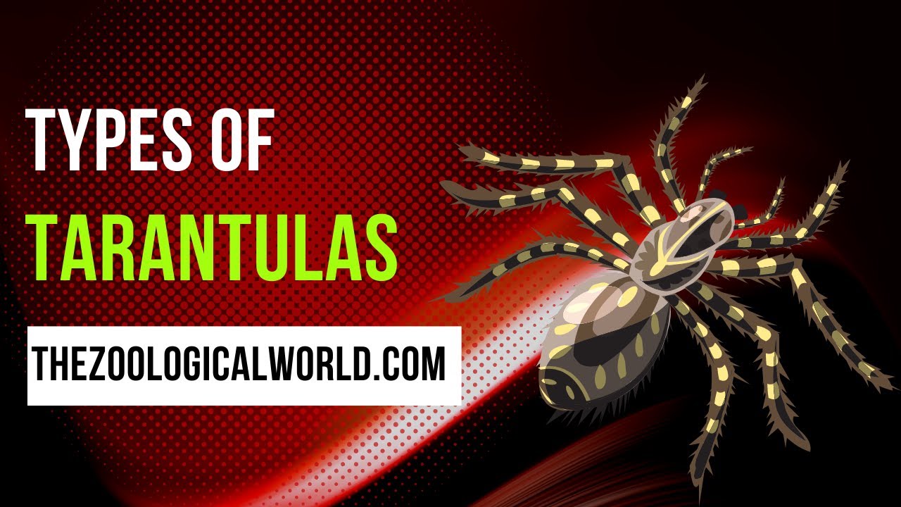 Tpes of tarantulas, Types of tarantulas for beginners, Different types of tarantulas
