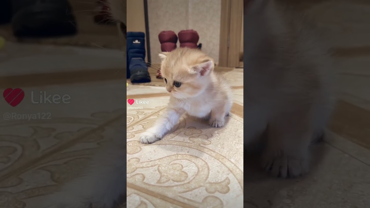 подписывайтесь на акк с Маруськой 🪻 