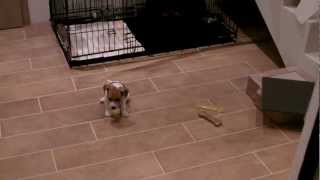Jack Russell Terrier puppy /8 weeks/ TOSIA