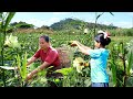 survival in the rainforest-woman found french corn & cooking pork with head pig -Eating delicious HD