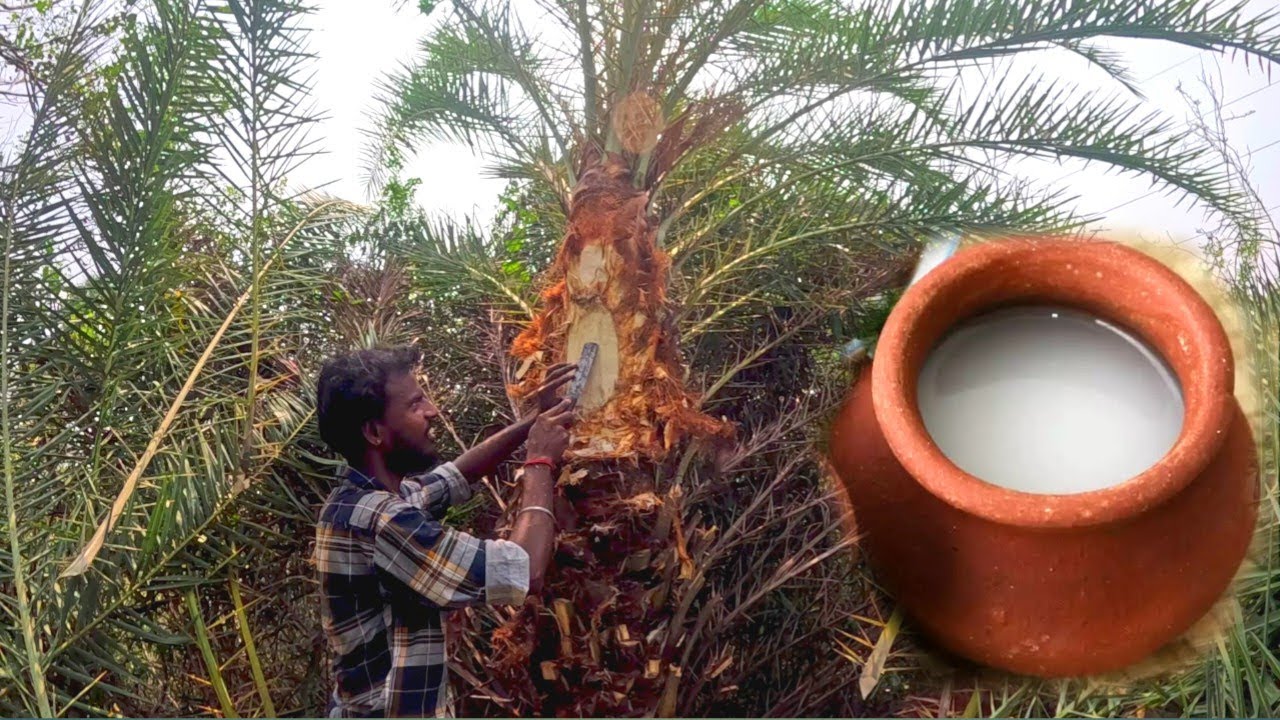 ஈச்சங்கள்ளு எடுப்பது எப்படி..? Day -1 Eichamara Kallu #EichamaraKallu