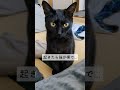 おはようの挨拶がイカ耳の猫