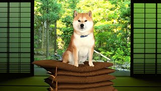 柴犬道のお作法の時間です。