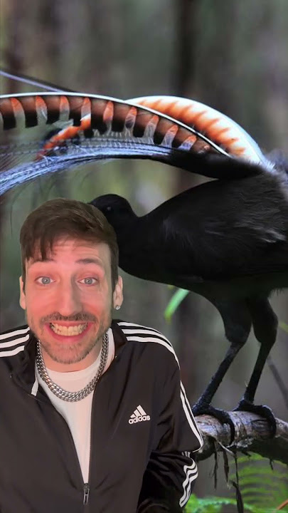 Lyrebird- The master of mimicking 👀