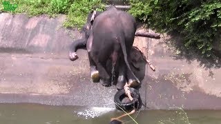 An elephant stucked by a canal saved by humans