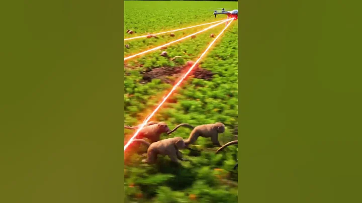 Drone to kill harmful pigs #villagelife #smartfarming #rurallife #farmingtraditions #farming