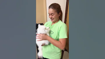 مين بيحب القطط ماما قطط قطة 