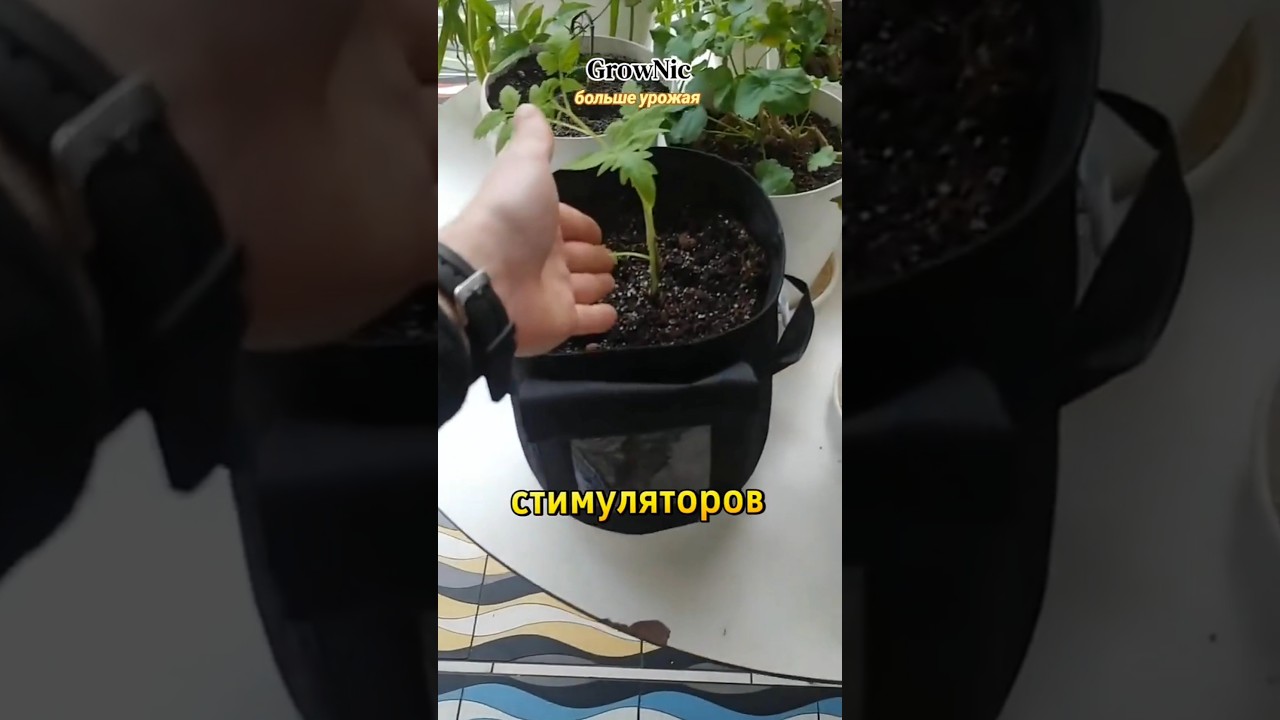 Выкиньте пластик | Почему профи выбирают только тканевые горшки