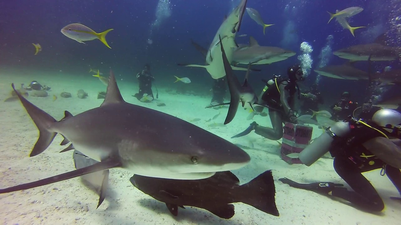 Shark Dive 5/3/14 in Nassau, Bahamas YouTube