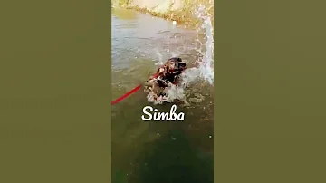 Making A Splash 1st Attempt At Swimming Simba Woof 
