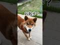 以心伝心…力丸には分かる！ #柴犬 #柴犬のいる暮らし #柴犬の日常 #お散歩 #力丸