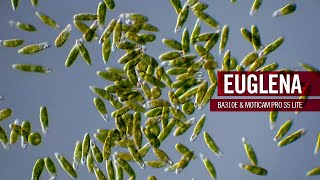 Euglena - part plant, part animal | by Motic Europe