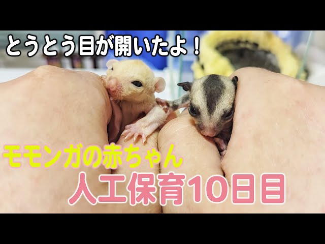 小動物の老令病 maxresdefault.jpg