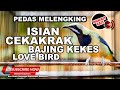 #1🔴Isian Tengkek LB Bajing Kekes❗️Cucak Cungkok Gacor Full Isian Melengking