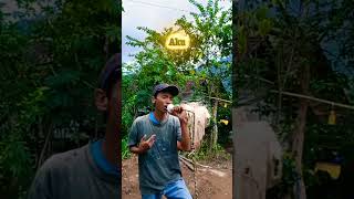 Download Lagu Punya hati dan perasaan #lipsync #feedshorts #cakjelly MP3