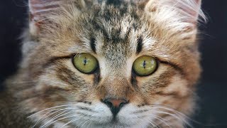 10 American Bobtail Cat Myths Debunked