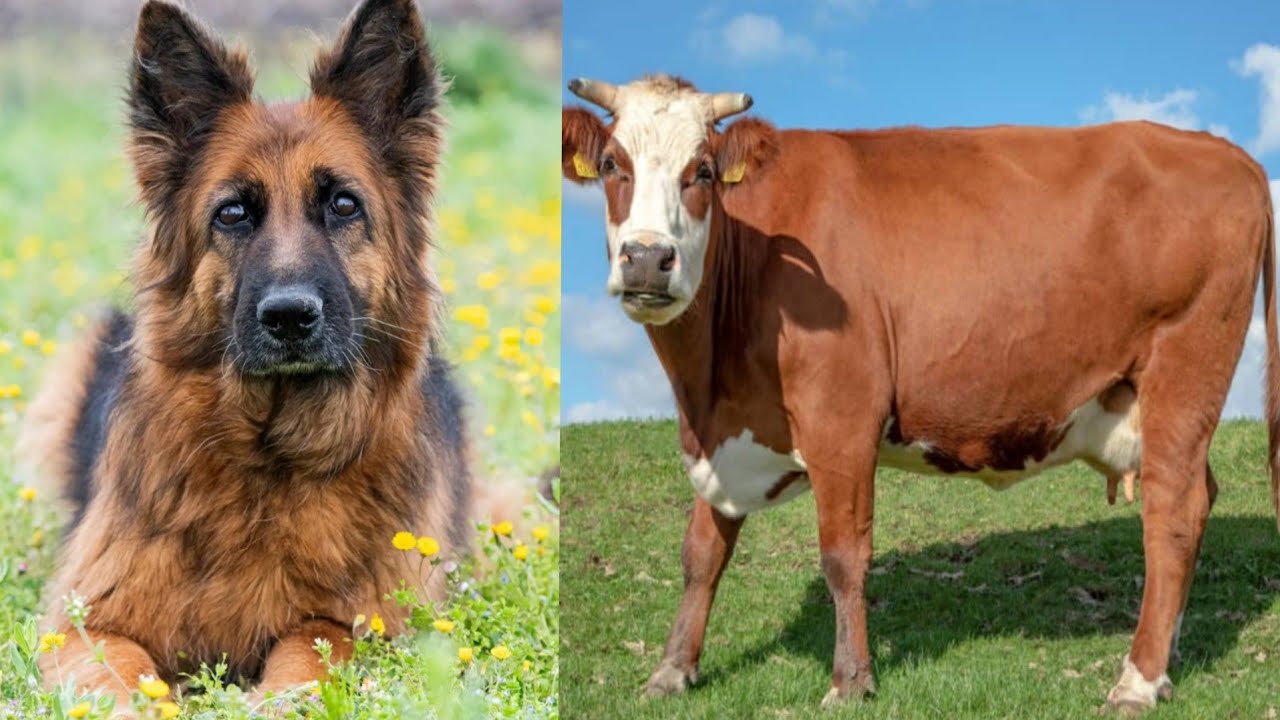 Puppy vs Cow Invasion Prank: Cute Puppy Dog Indie Surprised w ...