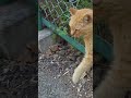 ひょっこり猫をドアップで (茶トラ猫編) Cat Popping Out (Kobe City, Japan)