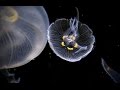 Jellyfish in space  kevin macleod  1 hour