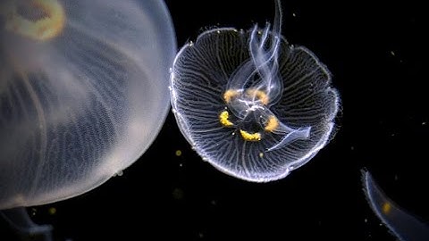 Jellyfish in Space - Kevin MacLeod - 1 HOUR