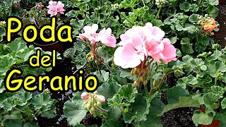 Cómo PODAR y REPRODUCIR GERANIOS por Esquejes || Mariposa o Taladro del Geranio