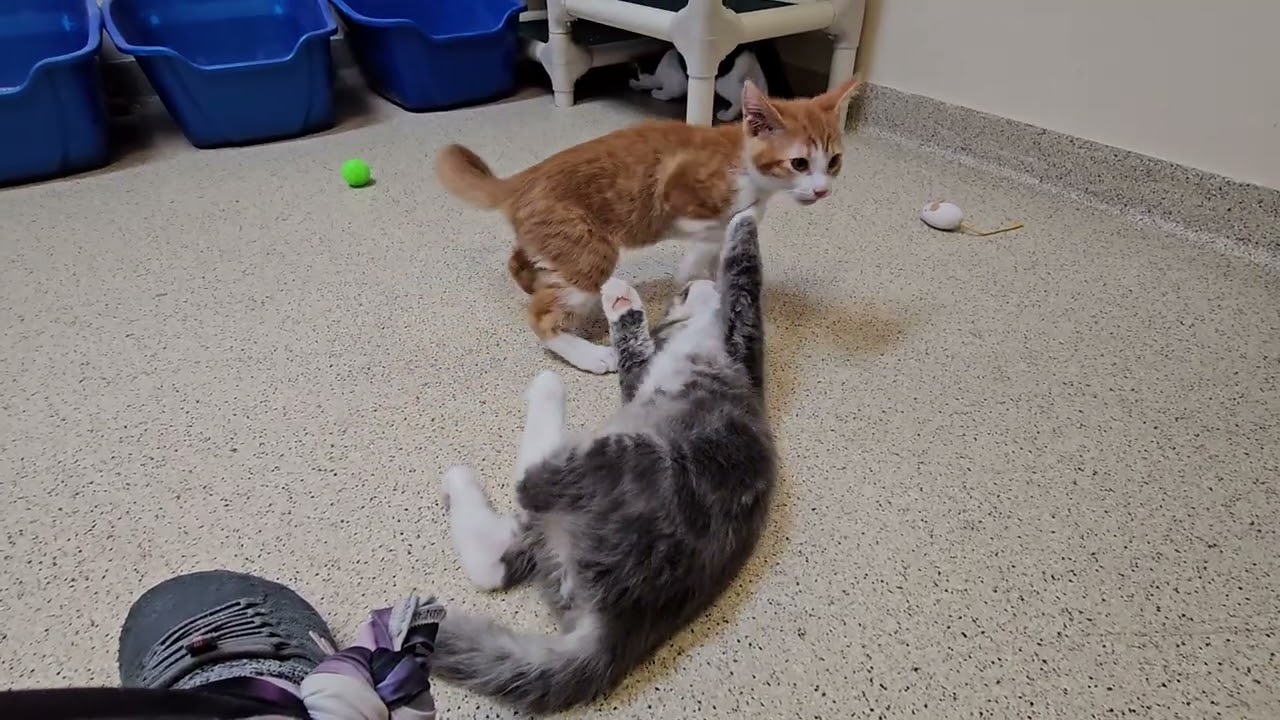 Shelter Kitten Croissant Tries Unconventional Way to Go Back to the Future With DeLorean! [REAL]