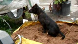 Staffy Pup Chilli Playing In Sand