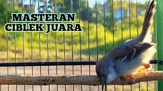 suara burung CIBLEK KRISTAL GACOR untuk pikat ciblek dan pancingan ciblek bahan agar bunyi