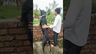 reaction of Doberman in fight and home #doberman #fight @shera_the_great